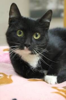 Tuxedo Cats Available for Adoption in Portage, Wisconsin - Pea Tree | PetCurious