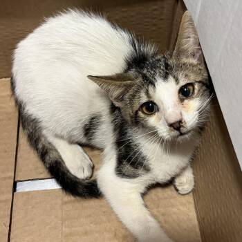 Ford -  Domestic Short Hair Cat for Adoption in Chattanooga, Tennessee - Ford | PetCurious