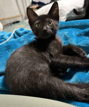Navigator -  Domestic Short Hair Cat for Adoption in Seal Beach, California - Navigator | PetCurious