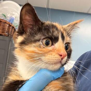 Sandy Paws -  Domestic Short Hair Cat for Adoption in Newark, New Jersey - Sandy Paws | PetCurious