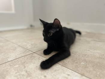 Twix -  Domestic Short Hair Cat for Adoption in Hilton Head Island, South Carolina - Twix | PetCurious