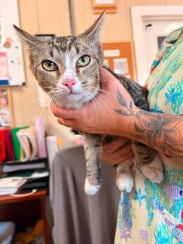 Oscar -  Domestic Short Hair Cat for Adoption in Greensburg, Indiana - Oscar | PetCurious