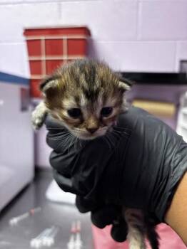 61673365 -  Domestic Short Hair Cat for Adoption in El Paso, Texas - 61673365 | PetCurious