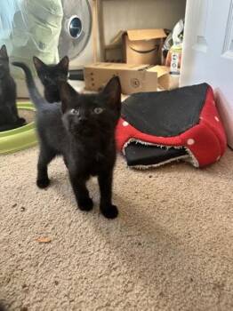 Titan -  Domestic Short Hair Cat for Adoption in Atlanta, Georgia - Titan | PetCurious