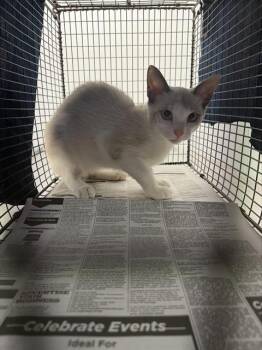 TALIA -  Domestic Short Hair Cat for Adoption in Fort Lauderdale, Florida - TALIA | PetCurious