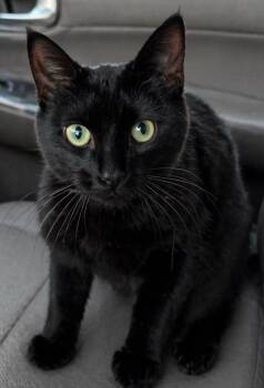 Domestic Short Hair Cats Available for Adoption in Fort Lupton, Colorado - Licciardi | PetCurious