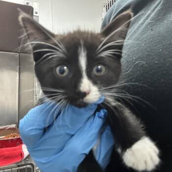 Paloma -  Domestic Short Hair Cat for Adoption in Newark, New Jersey - Paloma | PetCurious