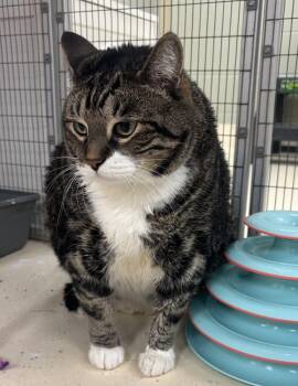 Ricky -  Domestic Short Hair Cat for Adoption in Kalamazoo, Michigan - Ricky | PetCurious