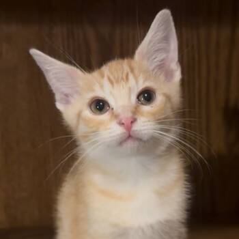 Rescue Domestic Short Hair Cats for Adoption in Frankfort, Kentucky - Jackson 5620C | PetCurious