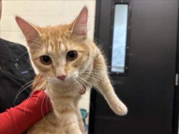 Domestic Medium Hair Cats Available for Adoption - SHOJI | PetCurious