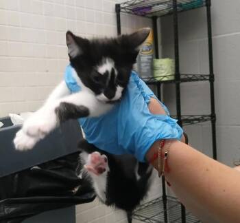 Sailor -  Domestic Short Hair Cat for Adoption - Sailor | PetCurious