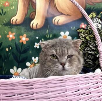 RUE -  Scottish Fold Cat for Adoption in New York, New York - RUE | PetCurious