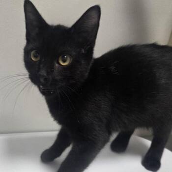 Sombra -  Domestic Short Hair Cat for Adoption in Snow Hill, North Carolina - Sombra | PetCurious