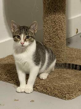 Rescue Domestic Short Hair Cats for Adoption in Port Barrington, Illinois - Peyton | PetCurious