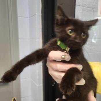 Hecate -  Domestic Short Hair Cat for Adoption in Martinsville, Virginia - Hecate | PetCurious