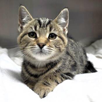 Amos (Black Collar) -  Domestic Short Hair Cat for Adoption in Michigan City, Indiana - Amos (Black Collar) | PetCurious