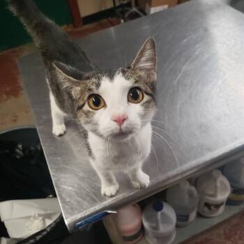 Vroom -  Domestic Short Hair Cat for Adoption in Pauls Valley, Oklahoma - Vroom | PetCurious