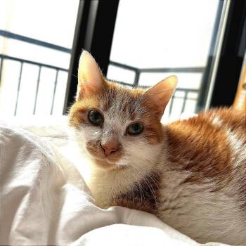 Verily -  Domestic Short Hair Cat for Adoption in New York, New York - Verily | PetCurious