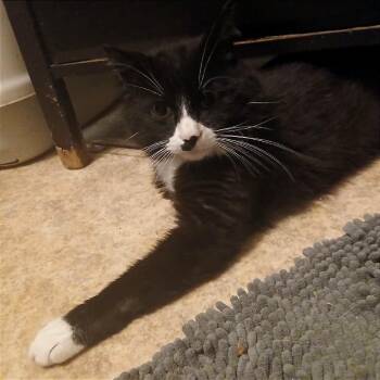 Wobbles -  Domestic Short Hair Cat for Adoption in Winchester, Virginia - Wobbles | PetCurious