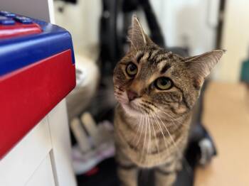 Juliet -  Bengal Cat for Adoption in Lakeport, California - Juliet | PetCurious