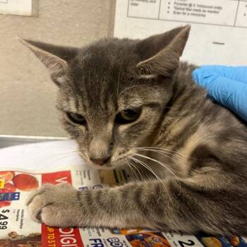 Calabazita -  Domestic Short Hair Cat for Adoption in Yuma, Arizona - Calabazita | PetCurious