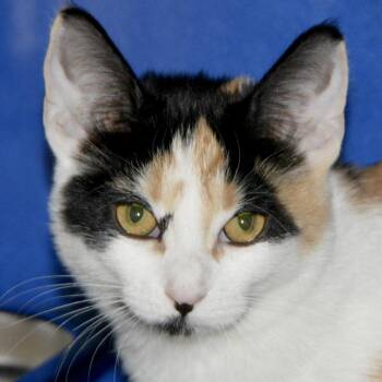 Peony -  Domestic Short Hair Cat for Adoption in Los Angeles, California - Peony | PetCurious