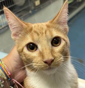 CHEESE PRETZEL -  Domestic Short Hair Cat for Adoption in Pensacola, Florida - CHEESE PRETZEL | PetCurious