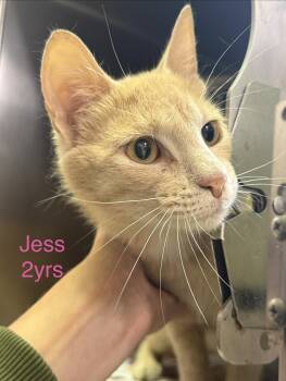 Jess -  Domestic Short Hair Cat for Adoption in Fayetteville, West Virginia - Jess | PetCurious