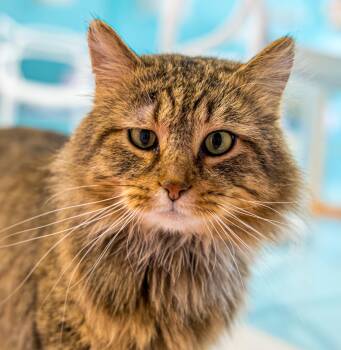 Domestic Long Hair and Tabby Cats Available for Adoption - Mufasa - KBC | PetCurious