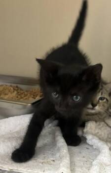 Enrique -  Domestic Short Hair Cat for Adoption in Chamblee, Georgia - Enrique | PetCurious