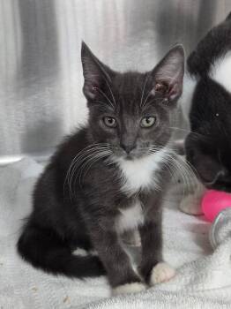 Flea -  Domestic Short Hair Cat for Adoption in Mount Vernon, Ohio - Flea | PetCurious