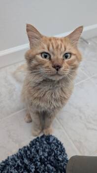 Domestic Medium Hair Cats Available for Adoption - Simba | PetCurious