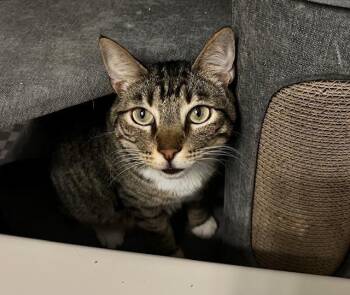 Domestic Short Hair Cats Available for Adoption in Chandler, Arizona - Baloo Jungle | PetCurious