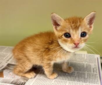 KRAKEN -  Domestic Short Hair Cat for Adoption in Tustin, California - KRAKEN | PetCurious