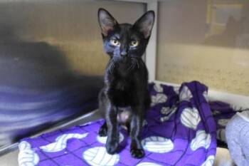 Wren -  Domestic Short Hair Cat for Adoption in Kansas City, Missouri - Wren | PetCurious