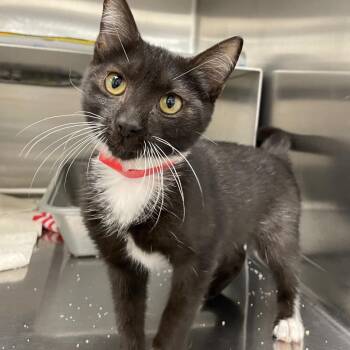 Domestic Short Hair Cats Available for Adoption in Buffalo, New York - Molly | PetCurious