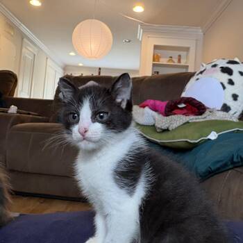 Domestic Short Hair Cats Available for Adoption in Bryan, Texas - Scissors | PetCurious