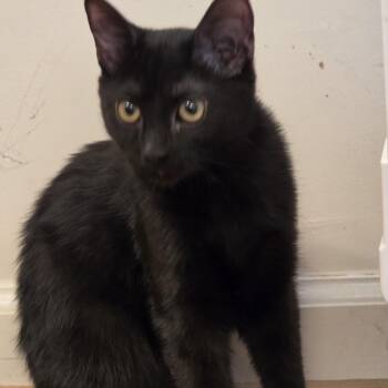 Winston -  Domestic Short Hair Cat for Adoption in Lawrenceville, Georgia - Winston | PetCurious