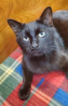 Onyx -  Domestic Short Hair Cat Available for Adoption in Port Jefferson Station, New York - Onyx | PetCurious