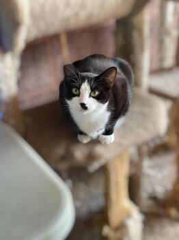 Rescue Domestic Short Hair Cats for Adoption in Palo Cedro, California - Clancy | PetCurious