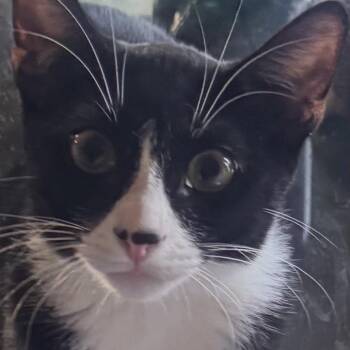 Rosie -  Domestic Short Hair Cat for Adoption in Lakewood, California - Rosie | PetCurious