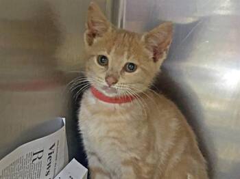SASSAFRAS -  Domestic Short Hair Cat for Adoption in Charlotte, North Carolina - SASSAFRAS | PetCurious