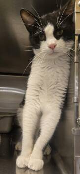 Charlie 26-045 -  Domestic Short Hair Cat for Adoption in Ocean Pines, Maryland - Charlie 26-045 | PetCurious