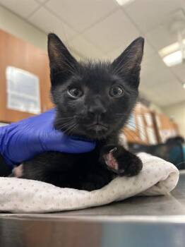 OREO -  Domestic Short Hair Cat for Adoption in Doral, Florida - OREO | PetCurious