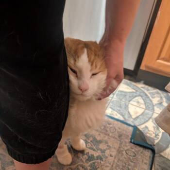 Domestic Medium Hair Cats Available for Adoption in Chicago, Illinois - Excelsior | PetCurious