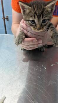 Hanwoo -  Domestic Short Hair Cat for Adoption in Evansville, Indiana - Hanwoo | PetCurious
