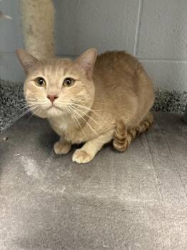 Graham Cracker -  Domestic Short Hair Cat for Adoption in Salt Lake City, Utah - Graham Cracker | PetCurious