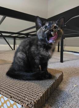 Cordelia -  Domestic Short Hair Cat for Adoption in Saint Charles, Missouri - Cordelia | PetCurious