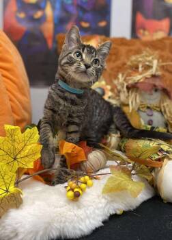 Rescue Domestic Short Hair Cats for Adoption in Effingham, Illinois - Tommy | PetCurious