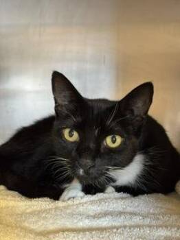 McCool -  Domestic Short Hair Cat for Adoption in Roseville, California - McCool | PetCurious